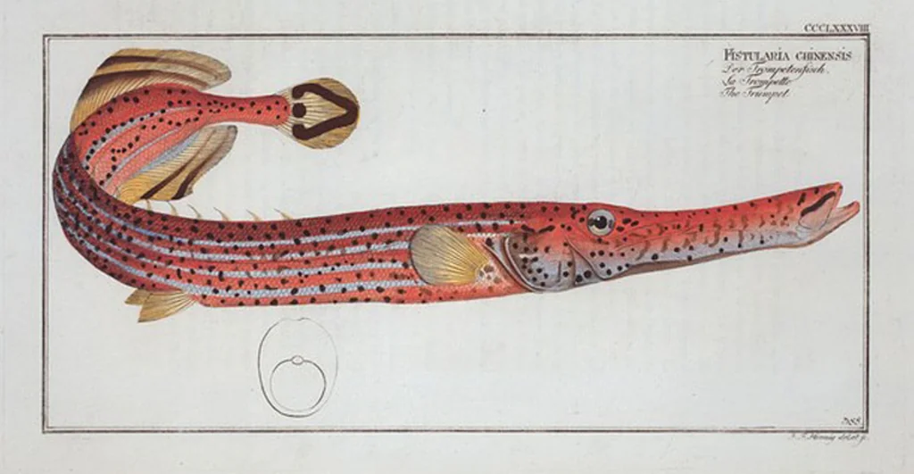 An illustration from Allgemeine Naturgeschichte der Fische. French = Ichtylogie, ou Histoire naturelle : generale et particuliere des poissons, 1785, leaf 411