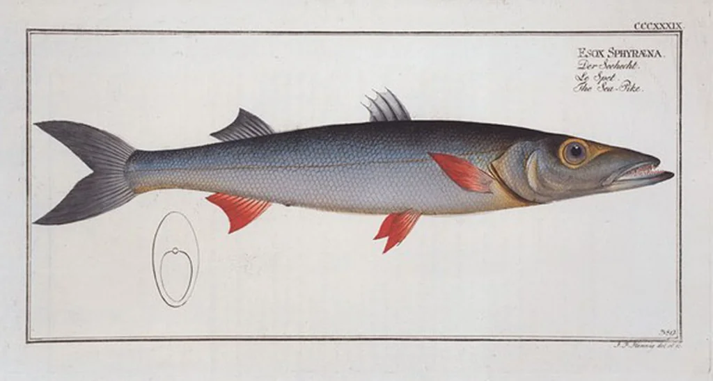 An illustration from Allgemeine Naturgeschichte der Fische. French = Ichtylogie, ou Histoire naturelle : generale et particuliere des poissons, 1785, leaf 412