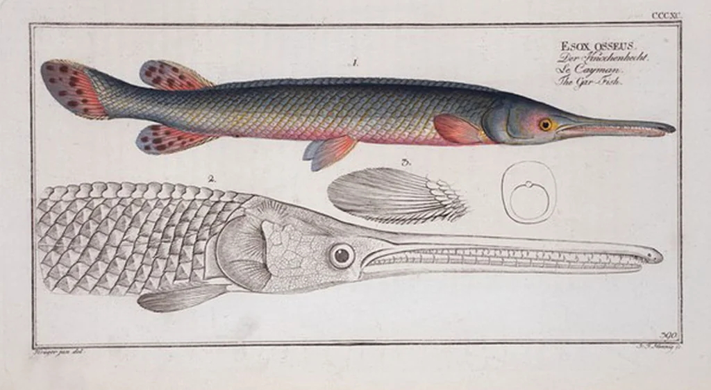An illustration from Allgemeine Naturgeschichte der Fische. French = Ichtylogie, ou Histoire naturelle : generale et particuliere des poissons, 1785, leaf 413