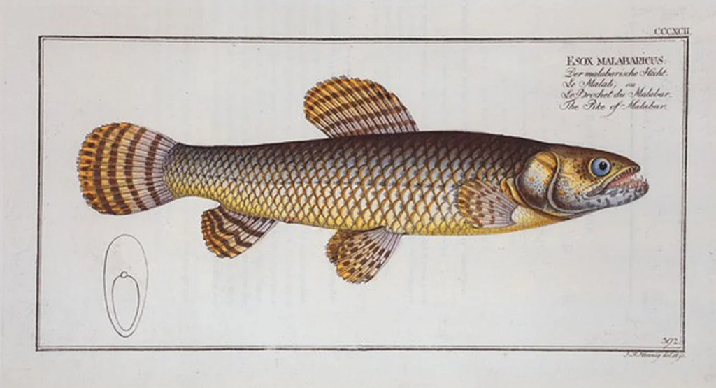 An illustration from Allgemeine Naturgeschichte der Fische. French = Ichtylogie, ou Histoire naturelle : generale et particuliere des poissons, 1785, leaf 415
