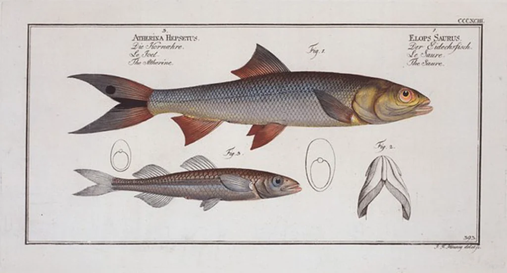 An illustration from Allgemeine Naturgeschichte der Fische. French = Ichtylogie, ou Histoire naturelle : generale et particuliere des poissons, 1785, leaf 416