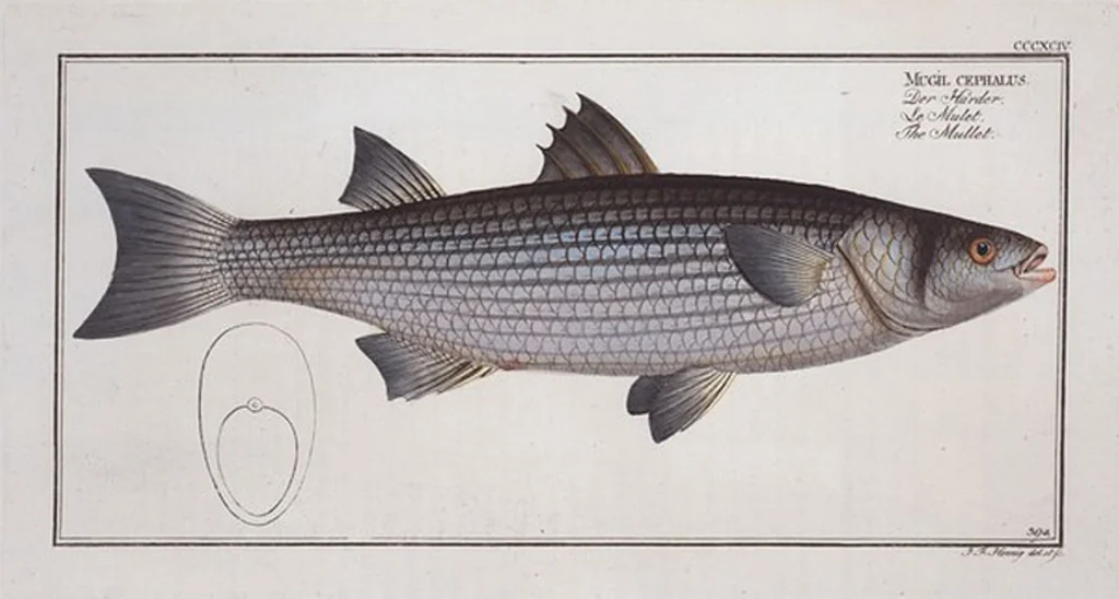 An illustration from Allgemeine Naturgeschichte der Fische. French = Ichtylogie, ou Histoire naturelle : generale et particuliere des poissons, 1785, leaf 417