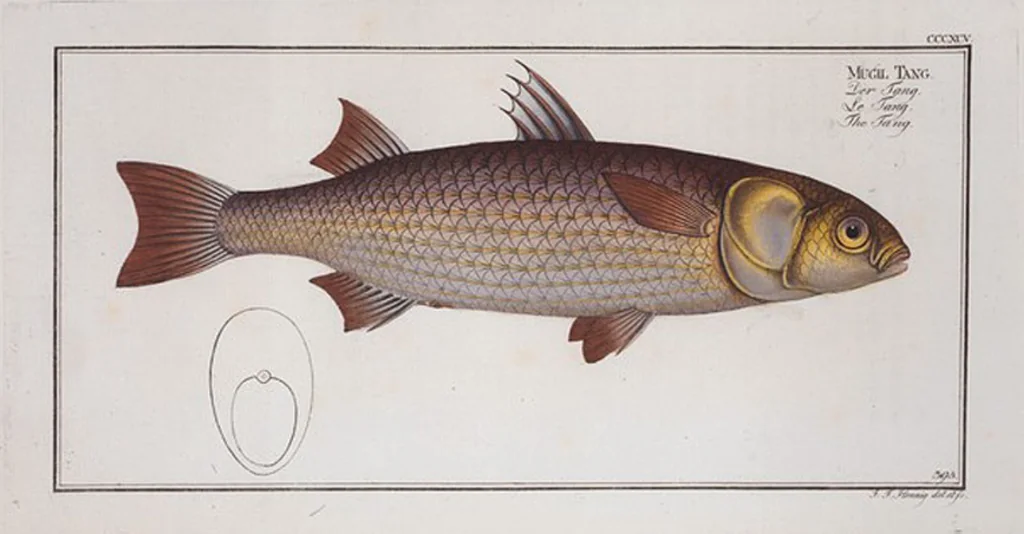 An illustration from Allgemeine Naturgeschichte der Fische. French = Ichtylogie, ou Histoire naturelle : generale et particuliere des poissons, 1785, leaf 418
