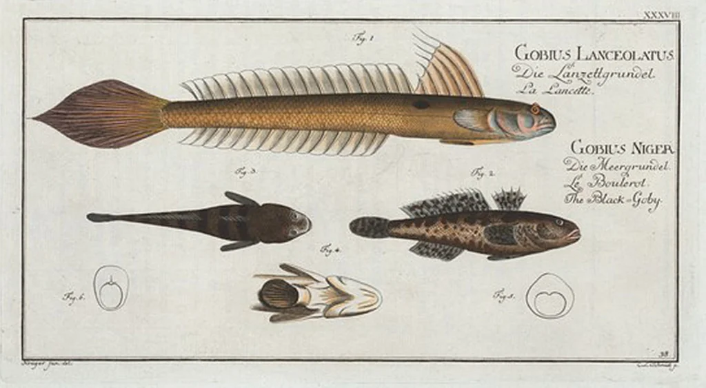 An illustration from Allgemeine Naturgeschichte der Fische. French = Ichtylogie, ou Histoire naturelle : generale et particuliere des poissons, 1785, leaf 42