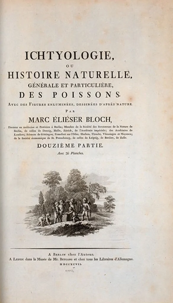 An illustration from Allgemeine Naturgeschichte der Fische. French = Ichtylogie, ou Histoire naturelle : generale et particuliere des poissons, 1785, leaf 421
