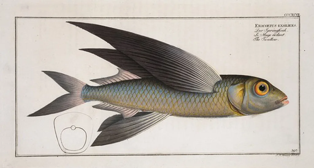 An illustration from Allgemeine Naturgeschichte der Fische. French = Ichtylogie, ou Histoire naturelle : generale et particuliere des poissons, 1785, leaf 422