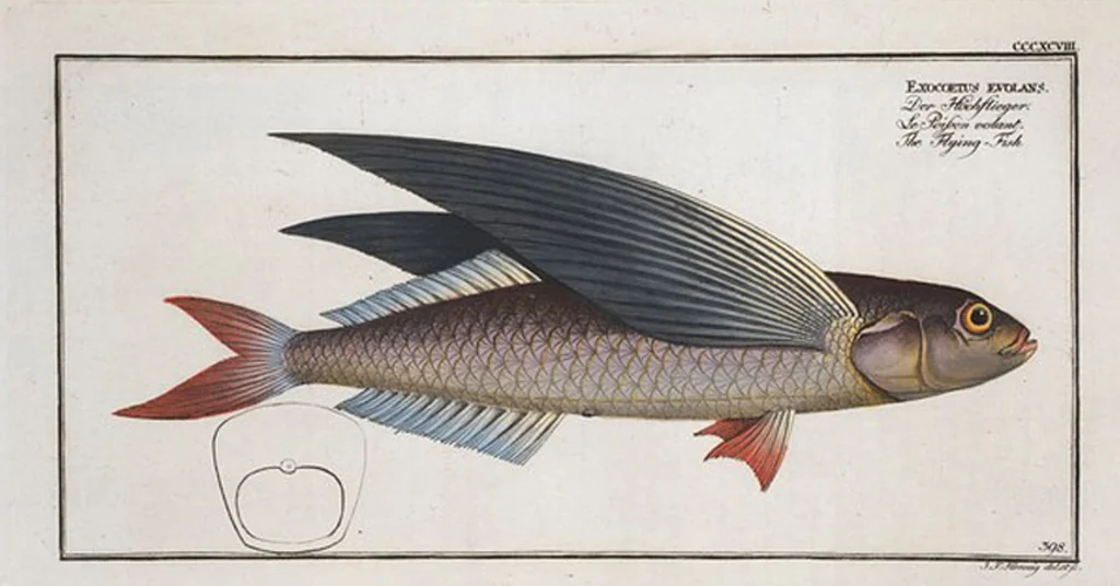 An illustration from Allgemeine Naturgeschichte der Fische. French = Ichtylogie, ou Histoire naturelle : generale et particuliere des poissons, 1785, leaf 423