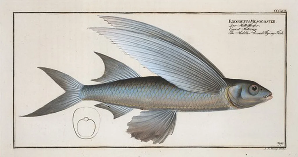 An illustration from Allgemeine Naturgeschichte der Fische. French = Ichtylogie, ou Histoire naturelle : generale et particuliere des poissons, 1785, leaf 424