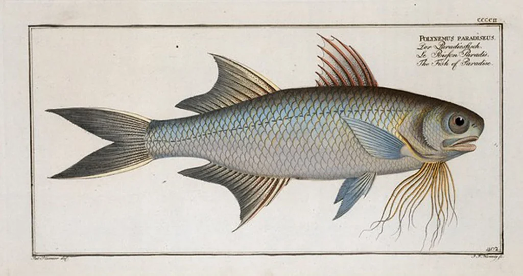 An illustration from Allgemeine Naturgeschichte der Fische. French = Ichtylogie, ou Histoire naturelle : generale et particuliere des poissons, 1785, leaf 427
