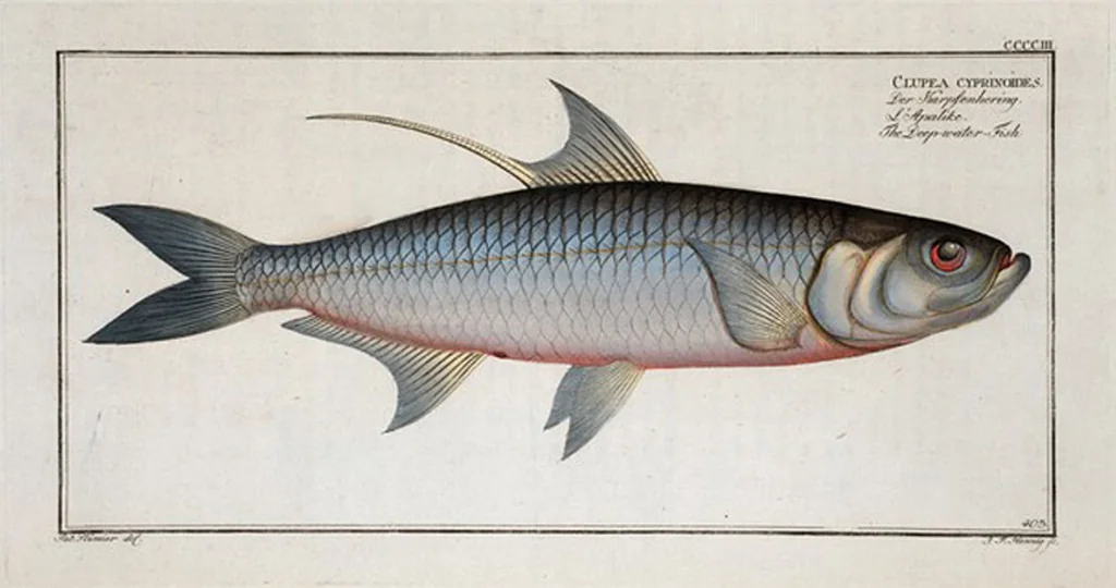An illustration from Allgemeine Naturgeschichte der Fische. French = Ichtylogie, ou Histoire naturelle : generale et particuliere des poissons, 1785, leaf 428
