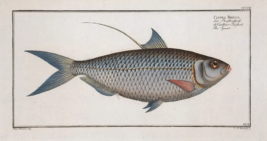 An illustration from Allgemeine Naturgeschichte der Fische. French = Ichtylogie, ou Histoire naturelle : generale et particuliere des poissons, 1785, leaf 429