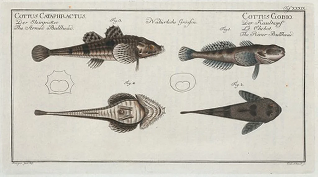 An illustration from Allgemeine Naturgeschichte der Fische. French = Ichtylogie, ou Histoire naturelle : generale et particuliere des poissons, 1785, leaf 43