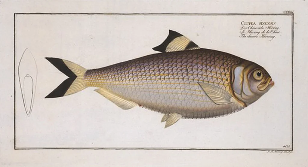 An illustration from Allgemeine Naturgeschichte der Fische. French = Ichtylogie, ou Histoire naturelle : generale et particuliere des poissons, 1785, leaf 430