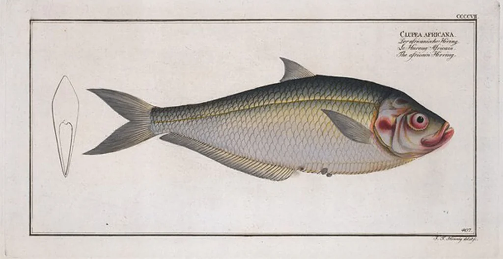 An illustration from Allgemeine Naturgeschichte der Fische. French = Ichtylogie, ou Histoire naturelle : generale et particuliere des poissons, 1785, leaf 432