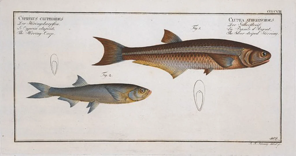 An illustration from Allgemeine Naturgeschichte der Fische. French = Ichtylogie, ou Histoire naturelle : generale et particuliere des poissons, 1785, leaf 433