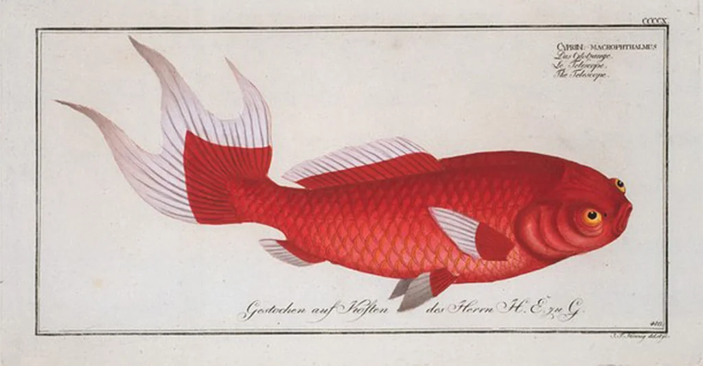 An illustration from Allgemeine Naturgeschichte der Fische. French = Ichtylogie, ou Histoire naturelle : generale et particuliere des poissons, 1785, leaf 435