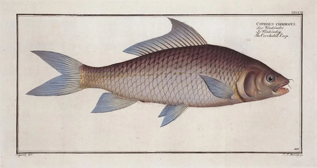 An illustration from Allgemeine Naturgeschichte der Fische. French = Ichtylogie, ou Histoire naturelle : generale et particuliere des poissons, 1785, leaf 436