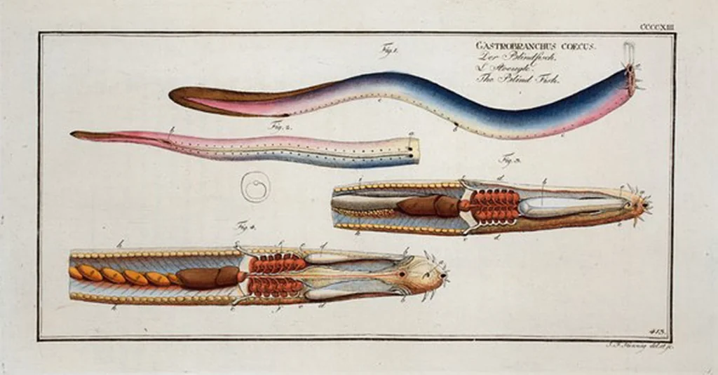 An illustration from Allgemeine Naturgeschichte der Fische. French = Ichtylogie, ou Histoire naturelle : generale et particuliere des poissons, 1785, leaf 438