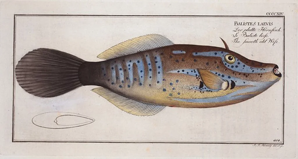 An illustration from Allgemeine Naturgeschichte der Fische. French = Ichtylogie, ou Histoire naturelle : generale et particuliere des poissons, 1785, leaf 439