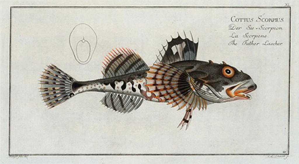 An illustration from Allgemeine Naturgeschichte der Fische. French = Ichtylogie, ou Histoire naturelle : generale et particuliere des poissons, 1785, leaf 44