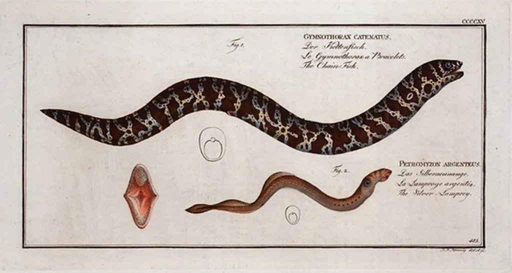 An illustration from Allgemeine Naturgeschichte der Fische. French = Ichtylogie, ou Histoire naturelle : generale et particuliere des poissons, 1785, leaf 440