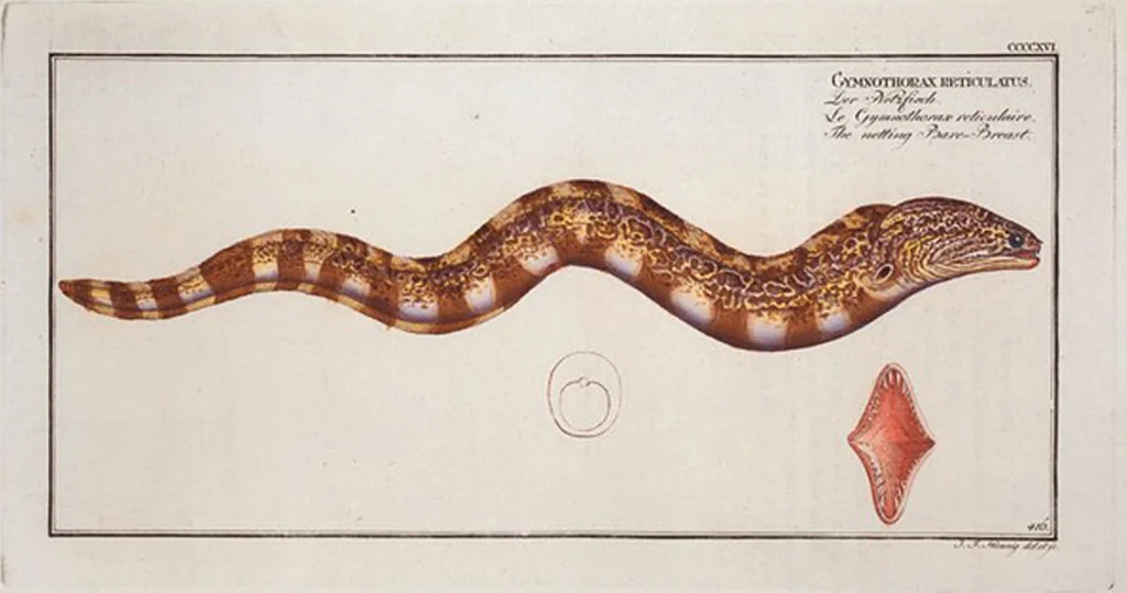 An illustration from Allgemeine Naturgeschichte der Fische. French = Ichtylogie, ou Histoire naturelle : generale et particuliere des poissons, 1785, leaf 441