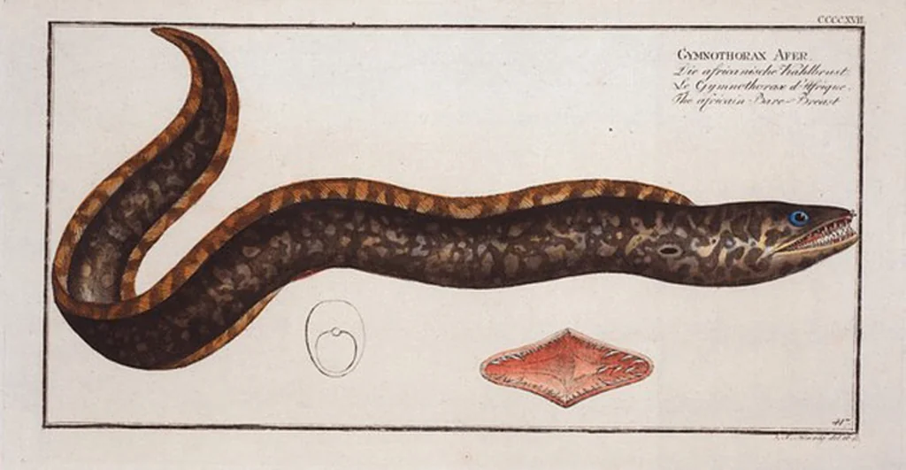 An illustration from Allgemeine Naturgeschichte der Fische. French = Ichtylogie, ou Histoire naturelle : generale et particuliere des poissons, 1785, leaf 442