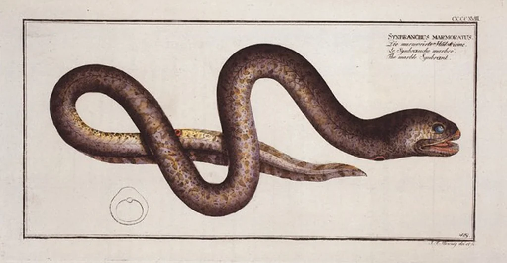 An illustration from Allgemeine Naturgeschichte der Fische. French = Ichtylogie, ou Histoire naturelle : generale et particuliere des poissons, 1785, leaf 443
