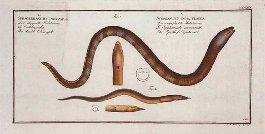 An illustration from Allgemeine Naturgeschichte der Fische. French = Ichtylogie, ou Histoire naturelle : generale et particuliere des poissons, 1785, leaf 444