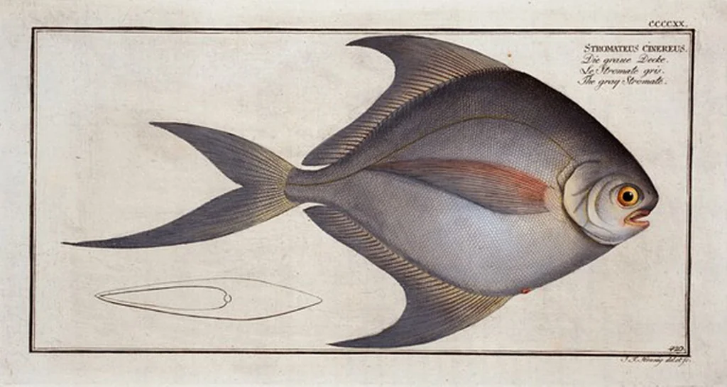 An illustration from Allgemeine Naturgeschichte der Fische. French = Ichtylogie, ou Histoire naturelle : generale et particuliere des poissons, 1785, leaf 445