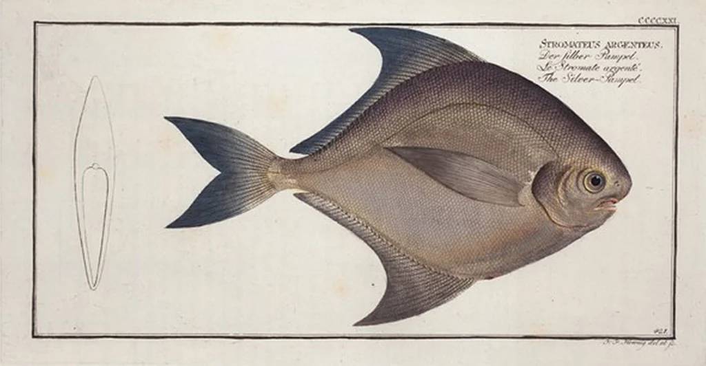 An illustration from Allgemeine Naturgeschichte der Fische. French = Ichtylogie, ou Histoire naturelle : generale et particuliere des poissons, 1785, leaf 446