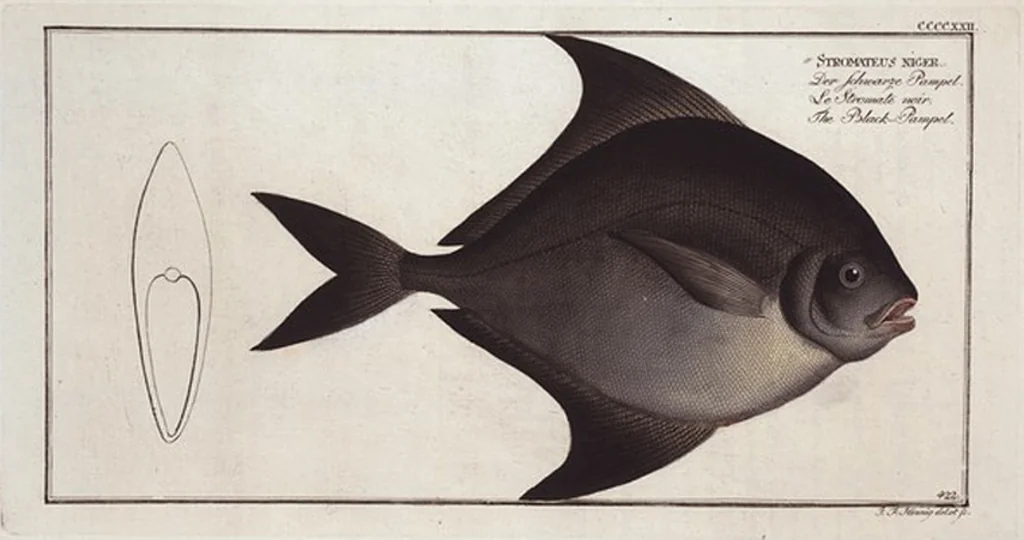 An illustration from Allgemeine Naturgeschichte der Fische. French = Ichtylogie, ou Histoire naturelle : generale et particuliere des poissons, 1785, leaf 447