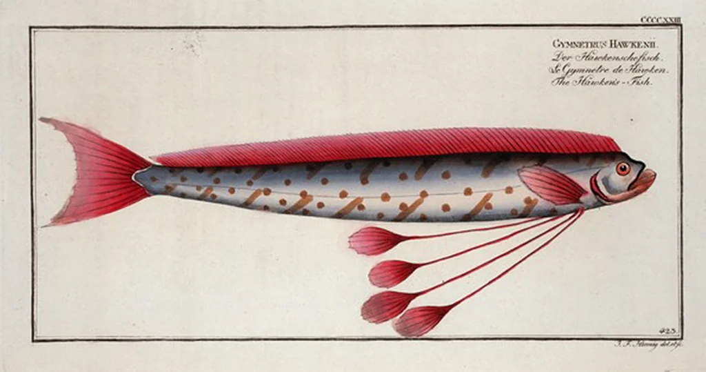 An illustration from Allgemeine Naturgeschichte der Fische. French = Ichtylogie, ou Histoire naturelle : generale et particuliere des poissons, 1785, leaf 448