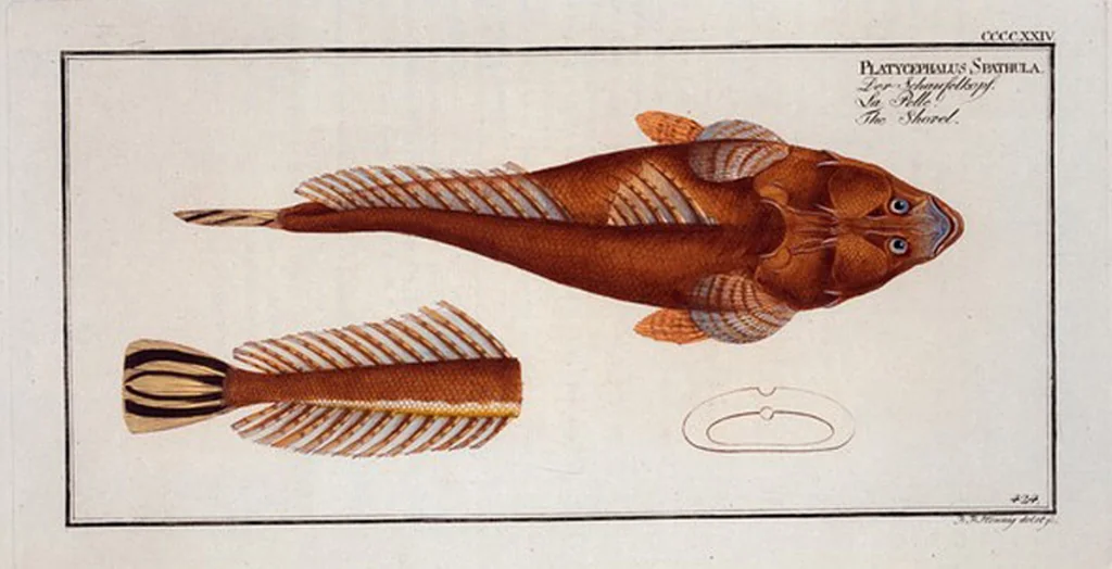 An illustration from Allgemeine Naturgeschichte der Fische. French = Ichtylogie, ou Histoire naturelle : generale et particuliere des poissons, 1785, leaf 449