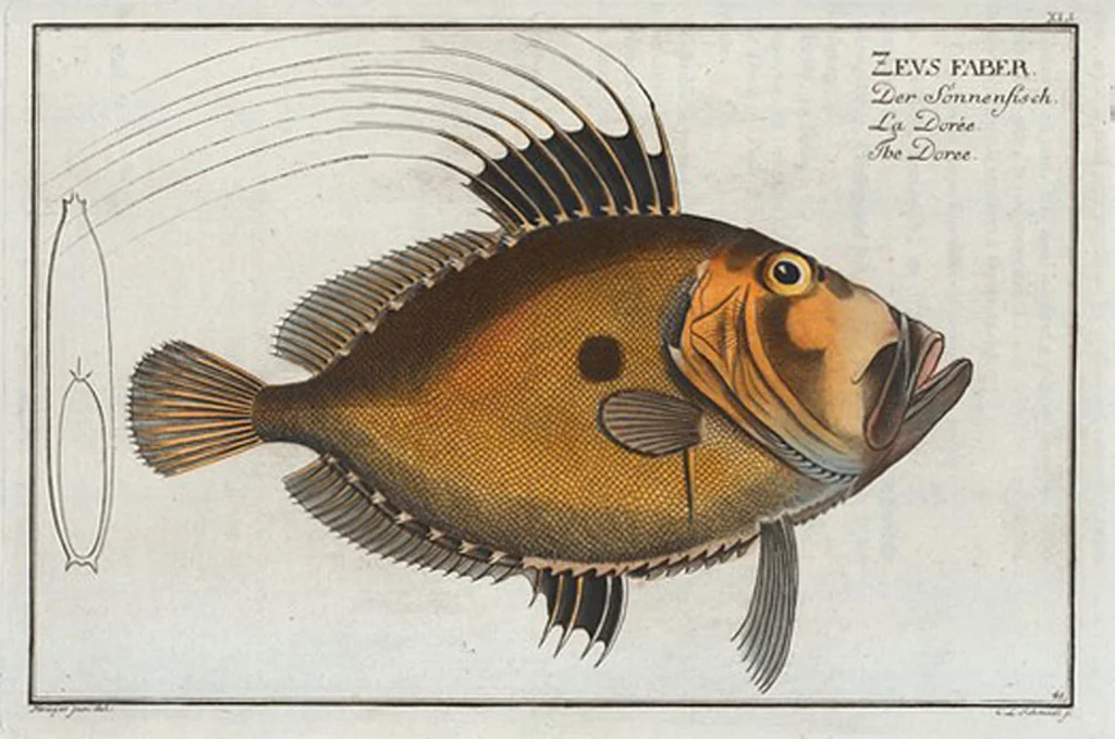 An illustration from Allgemeine Naturgeschichte der Fische. French = Ichtylogie, ou Histoire naturelle : generale et particuliere des poissons, 1785, leaf 45