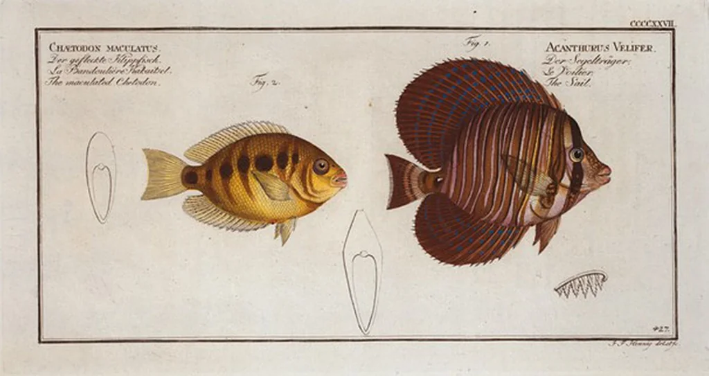 An illustration from Allgemeine Naturgeschichte der Fische. French = Ichtylogie, ou Histoire naturelle : generale et particuliere des poissons, 1785, leaf 452