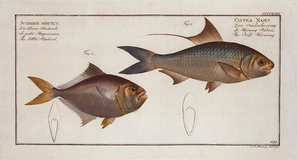 An illustration from Allgemeine Naturgeschichte der Fische. French = Ichtylogie, ou Histoire naturelle : generale et particuliere des poissons, 1785, leaf 454