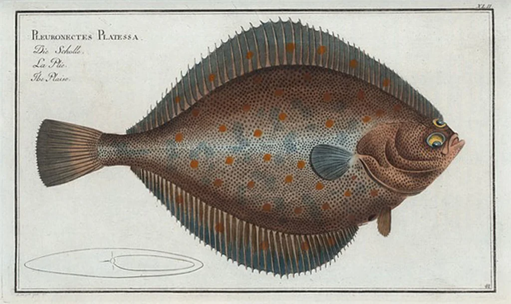 An illustration from Allgemeine Naturgeschichte der Fische. French = Ichtylogie, ou Histoire naturelle : generale et particuliere des poissons, 1785, leaf 46