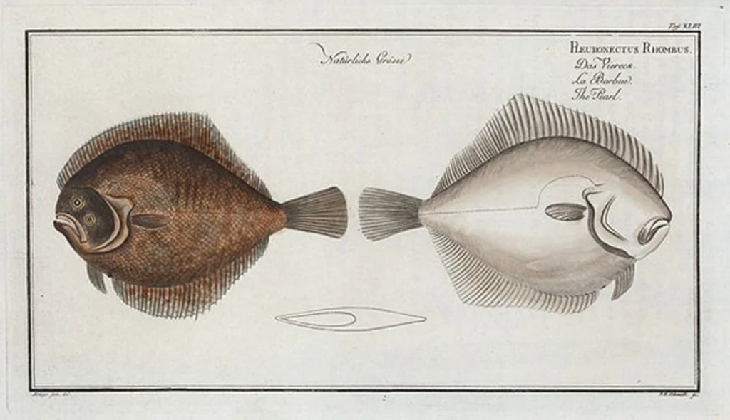 An illustration from Allgemeine Naturgeschichte der Fische. French = Ichtylogie, ou Histoire naturelle : generale et particuliere des poissons, 1785, leaf 47