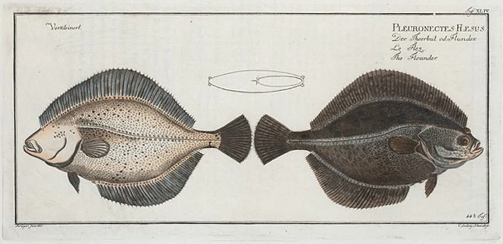 An illustration from Allgemeine Naturgeschichte der Fische. French = Ichtylogie, ou Histoire naturelle : generale et particuliere des poissons, 1785, leaf 48