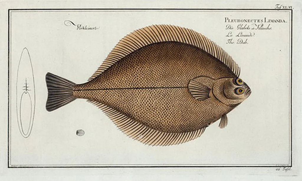 An illustration from Allgemeine Naturgeschichte der Fische. French = Ichtylogie, ou Histoire naturelle : generale et particuliere des poissons, 1785, leaf 50