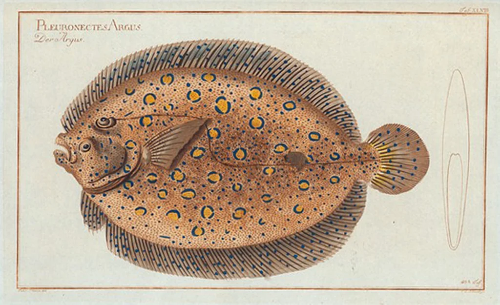 An illustration from Allgemeine Naturgeschichte der Fische. French = Ichtylogie, ou Histoire naturelle : generale et particuliere des poissons, 1785, leaf 52