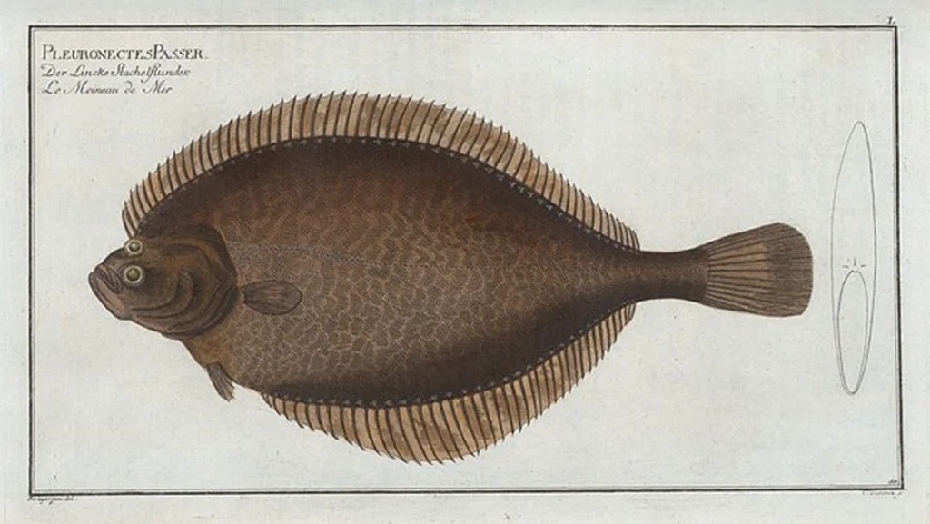 An illustration from Allgemeine Naturgeschichte der Fische. French = Ichtylogie, ou Histoire naturelle : generale et particuliere des poissons, 1785, leaf 54