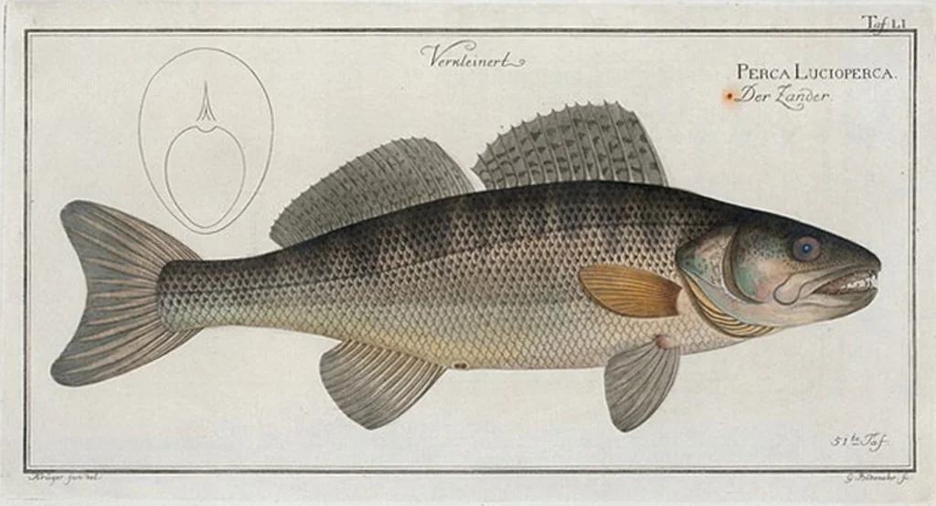 An illustration from Allgemeine Naturgeschichte der Fische. French = Ichtylogie, ou Histoire naturelle : generale et particuliere des poissons, 1785, leaf 55