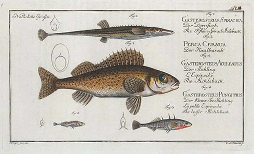 An illustration from Allgemeine Naturgeschichte der Fische. French = Ichtylogie, ou Histoire naturelle : generale et particuliere des poissons, 1785, leaf 57