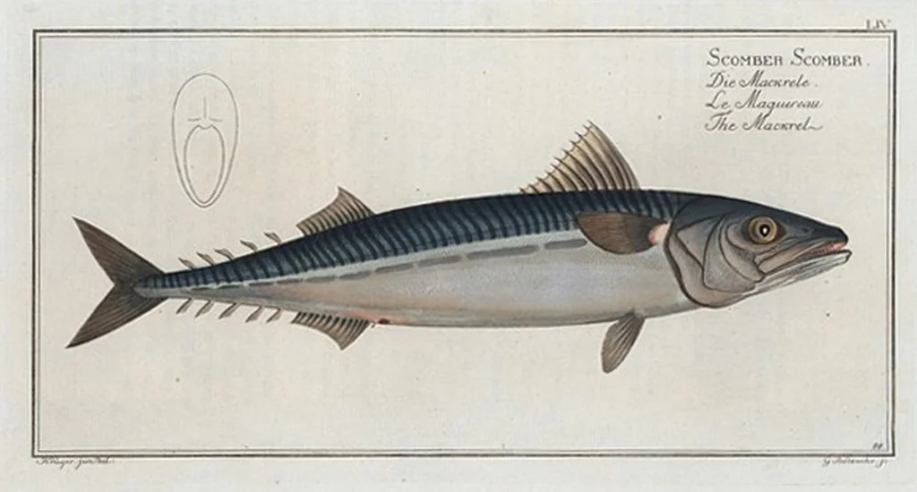 An illustration from Allgemeine Naturgeschichte der Fische. French = Ichtylogie, ou Histoire naturelle : generale et particuliere des poissons, 1785, leaf 58