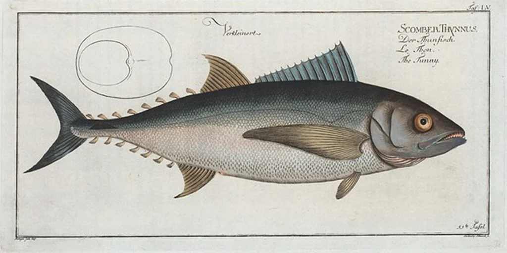 An illustration from Allgemeine Naturgeschichte der Fische. French = Ichtylogie, ou Histoire naturelle : generale et particuliere des poissons, 1785, leaf 59