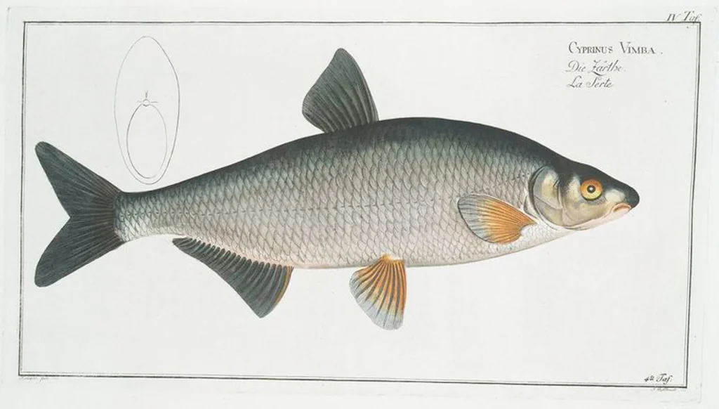 An illustration from Allgemeine Naturgeschichte der Fische. French = Ichtylogie, ou Histoire naturelle : generale et particuliere des poissons, 1785, leaf 6