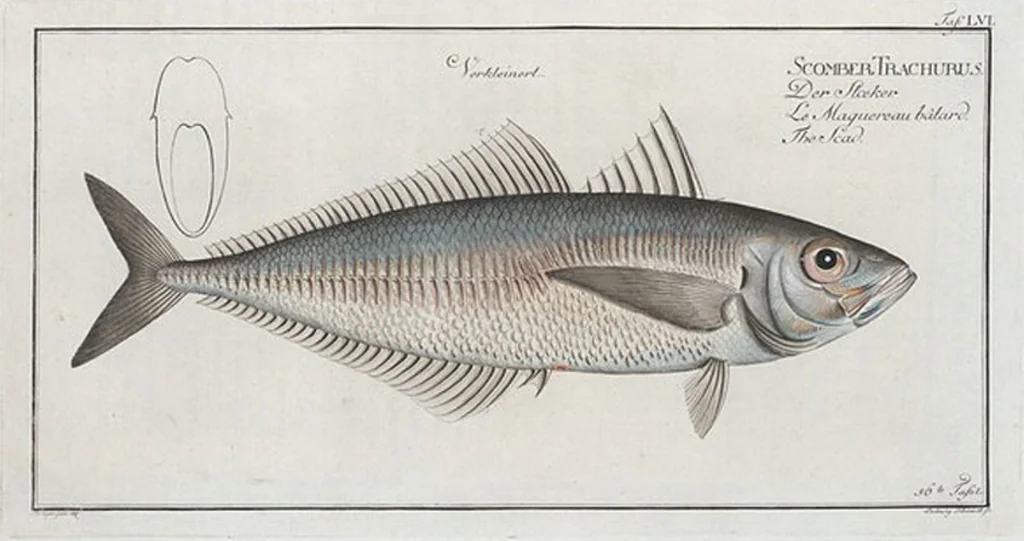 An illustration from Allgemeine Naturgeschichte der Fische. French = Ichtylogie, ou Histoire naturelle : generale et particuliere des poissons, 1785, leaf 60