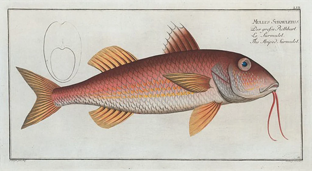 An illustration from Allgemeine Naturgeschichte der Fische. French = Ichtylogie, ou Histoire naturelle : generale et particuliere des poissons, 1785, leaf 61